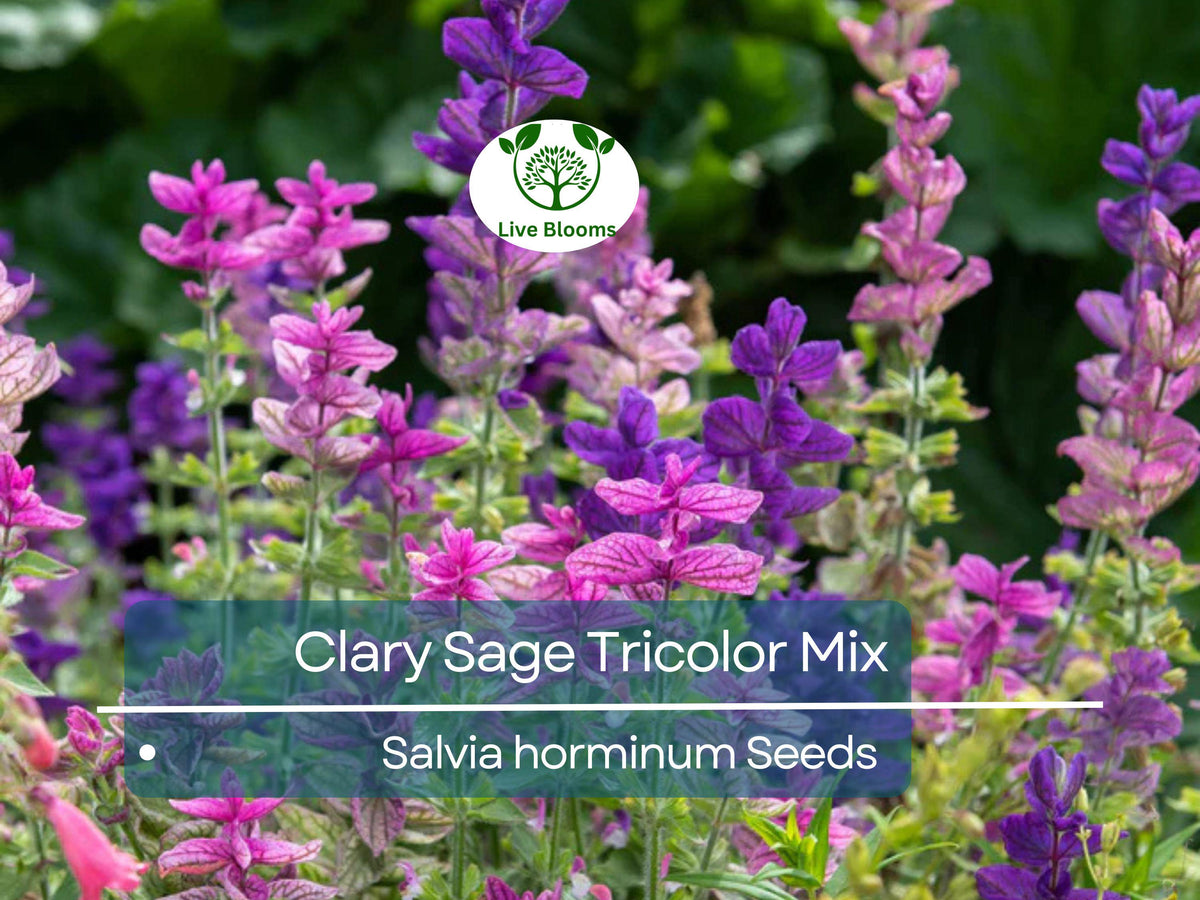 Clary Sage Seeds - 75 Tricolor Mix, Non-GMO Native Wildflower, Pollinator-Friendly Blooms - Salvia sclarea