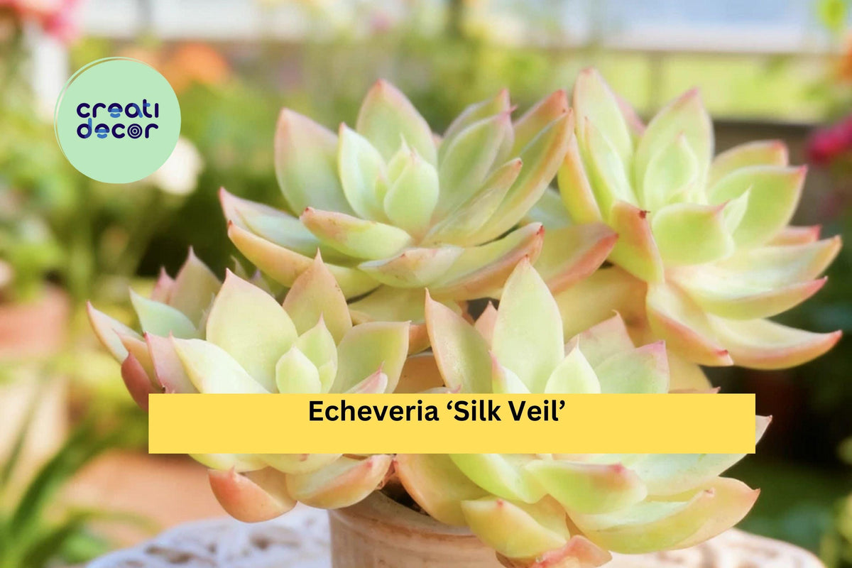 Christmas Cactus Starter Plant - Miss Shimano - Schlumbergera Truncata - Well-Rooted Indoor Cactus for Holiday Decor