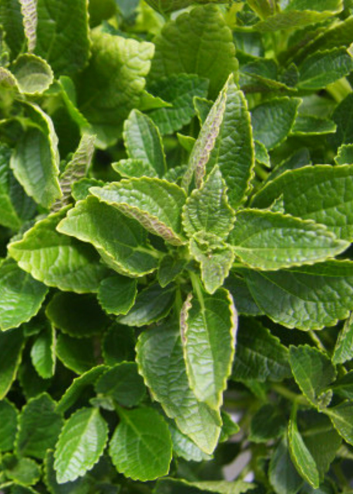 African Potato Mint (Plectranthus esculentus)