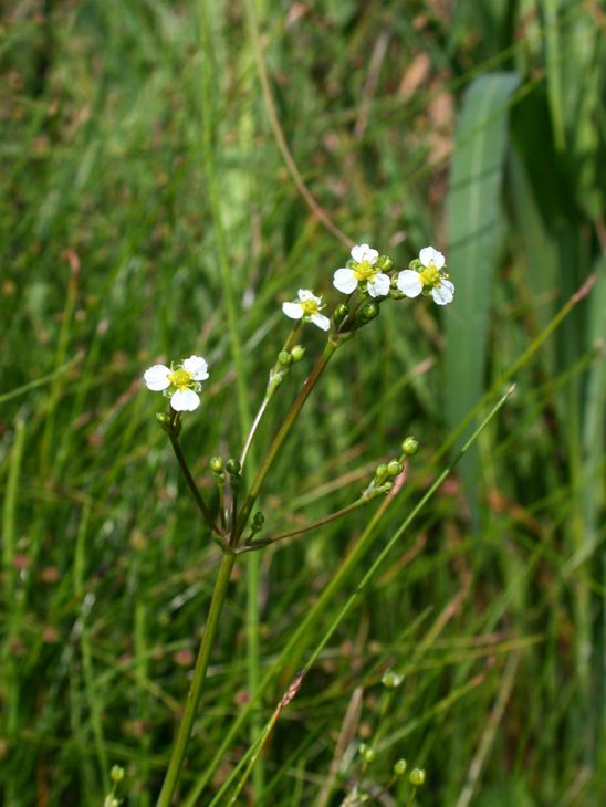Northern Water Plantain Seeds (300) Alisma triviale - Native Aquatic Wetland Plant for Pond & Bog Gardens
