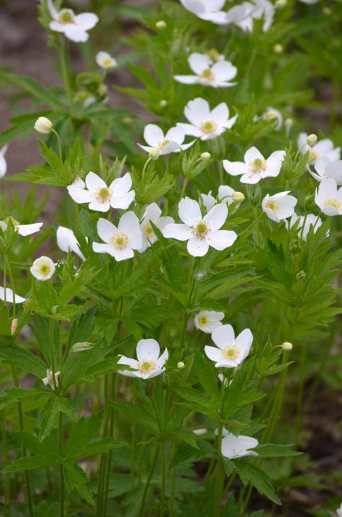 Canada Anemone Seeds (100) - White Blooms, Native Perennial Wildflower, Anemone canadensis, Groundcover Plant