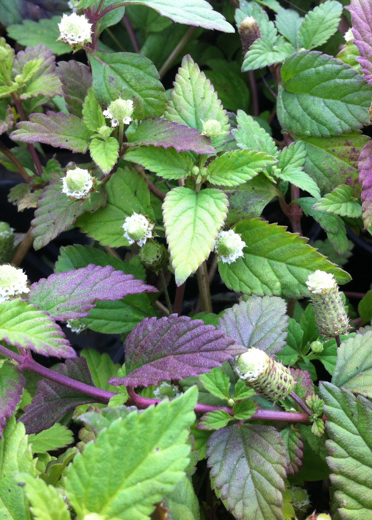 Aztec Sweet Herb (Lippia dulcis)