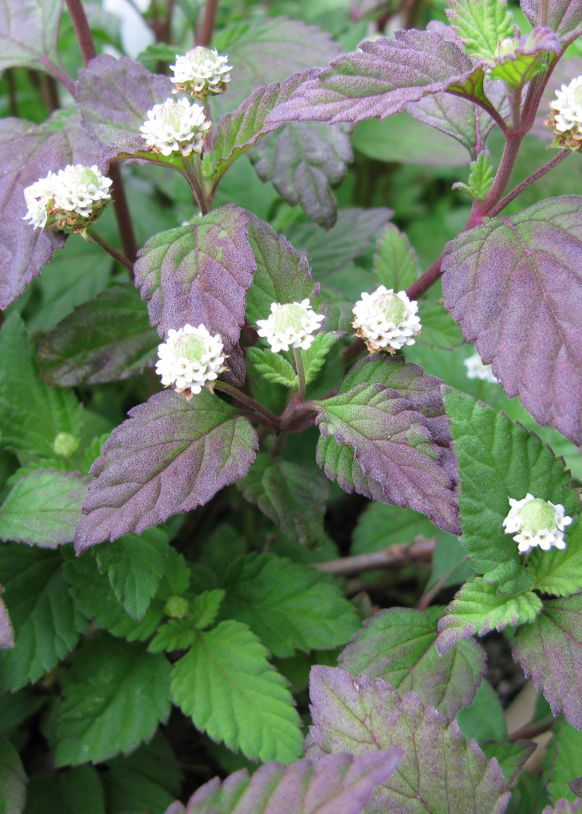 Aztec Sweet Herb (Lippia dulcis)