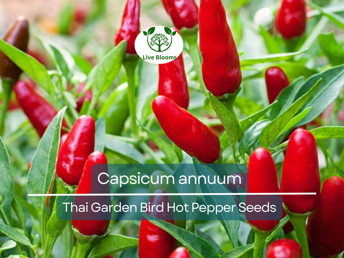 30 Seeds Thai Garden Bird Hot Pepper - Fiery Capsicum annuum Chili for Stir-Fries & Sauces - Ideal for Container Gardening