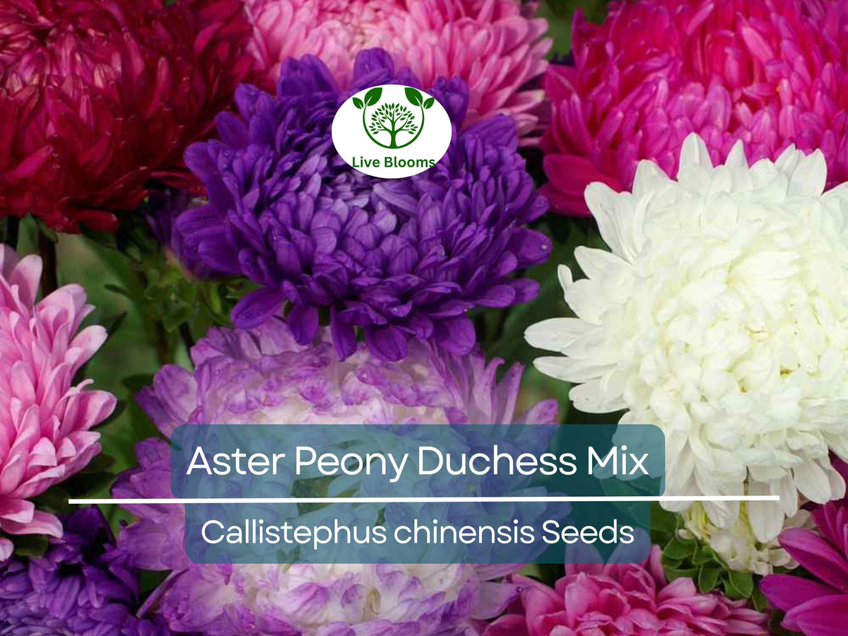 200 Seeds Aster Peony Duchess Mix, Vibrant Colors, Non-GMO, Aster x hybrida, Easy to Grow, Pollinator Friendly Garden Blooms