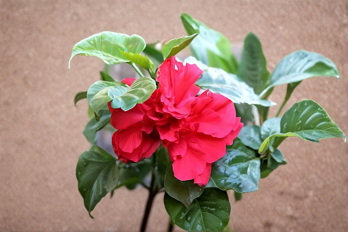 Christmas Cactus Starter Plant - Miss Shimano - Schlumbergera Truncata - Well-Rooted Indoor Cactus for Holiday Decor