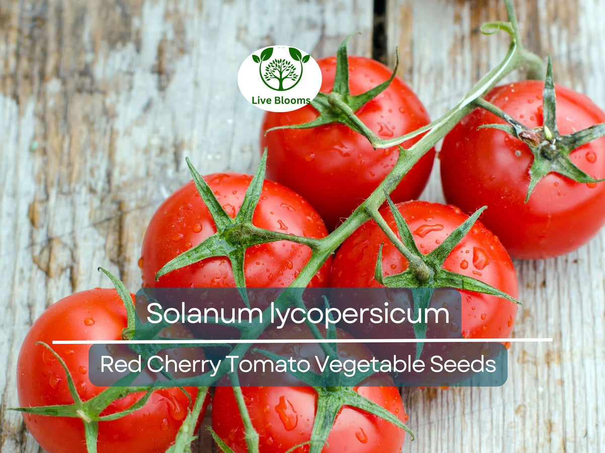 Red Cherry Tomato Seeds 100 mg | Solanum lycopersicum | Sweet & Juicy Heirloom Variety for Home Garden & Fresh Eating