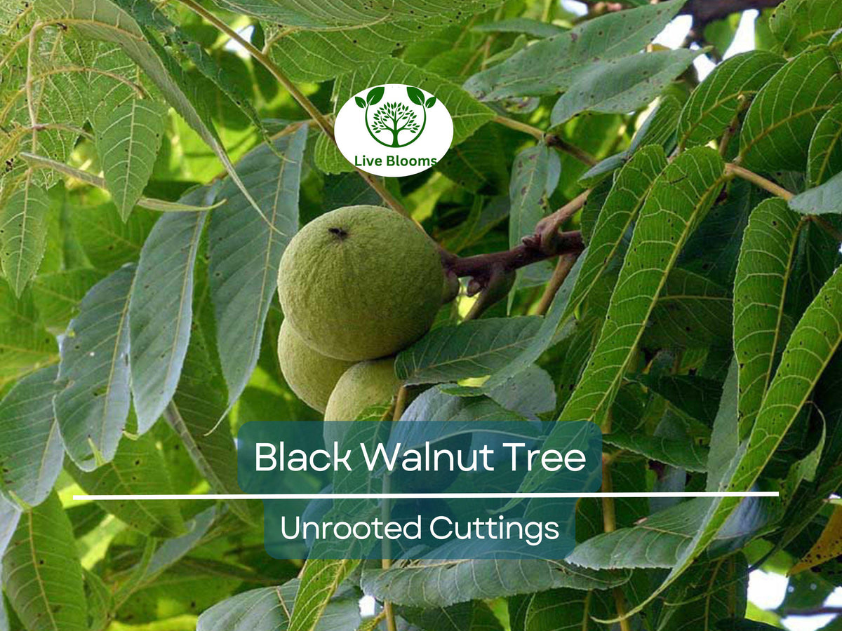16 Unrooted Black Walnut Cuttings – Juglans nigra, Edible Nut Tree, Wildlife-Friendly, Hardy Propagation Scions
