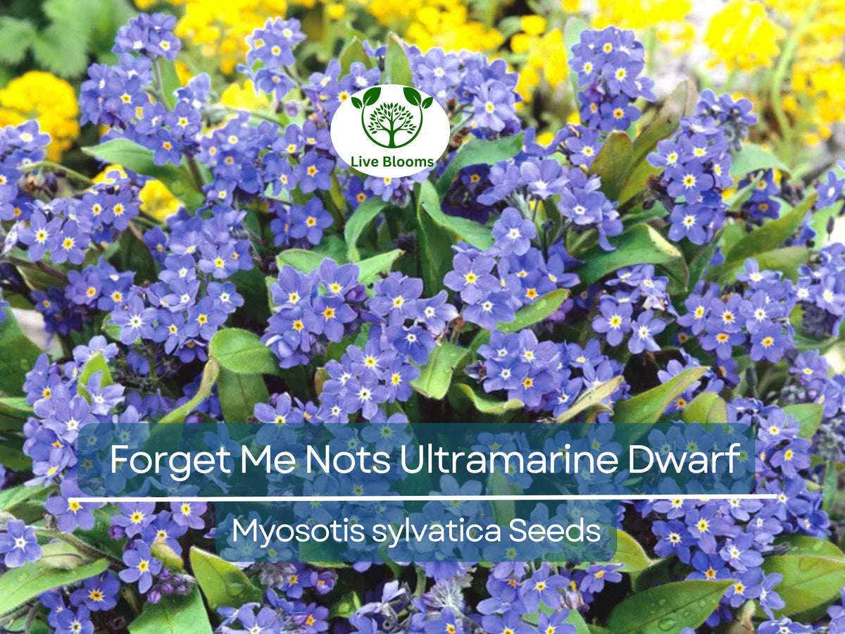 200 Seeds Forget Me Nots ULTRAMARINE DWARF, Blue Flowers, Myosotis, Biennial Perennial, Non-GMO, Compact, Pollinator Friendly