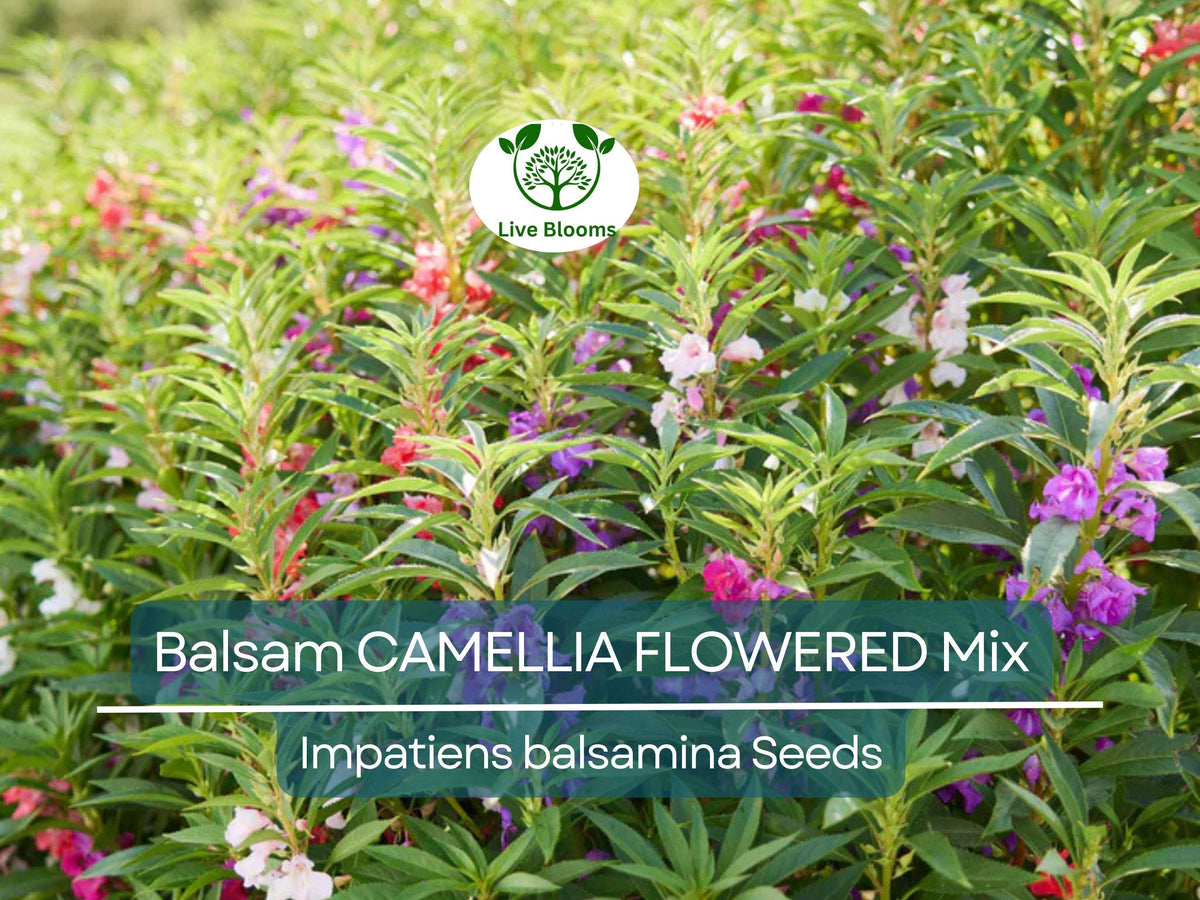 200 Seeds Balsam Camellia Flowered Mix, Impatiens Double Blooms, Non-GMO for Part Shade, Vibrant Colors, Impatiens Balsamina