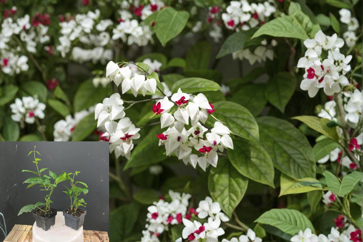 Christmas Cactus Starter Plant - Miss Shimano - Schlumbergera Truncata - Well-Rooted Indoor Cactus for Holiday Decor