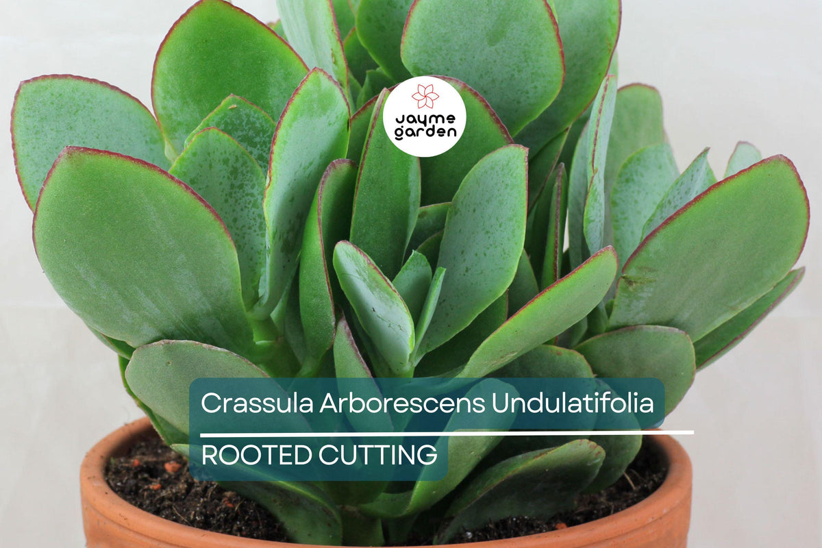 Christmas Cactus Starter Plant - Miss Shimano - Schlumbergera Truncata - Well-Rooted Indoor Cactus for Holiday Decor