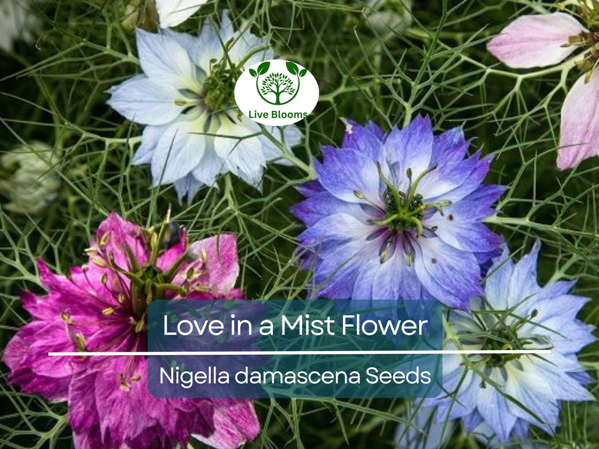 Love in a Mist Flower Seeds, 500 Seeds, Persian Jewels Mix, Nigella damascena, Easy to Grow Annual Garden Flowers