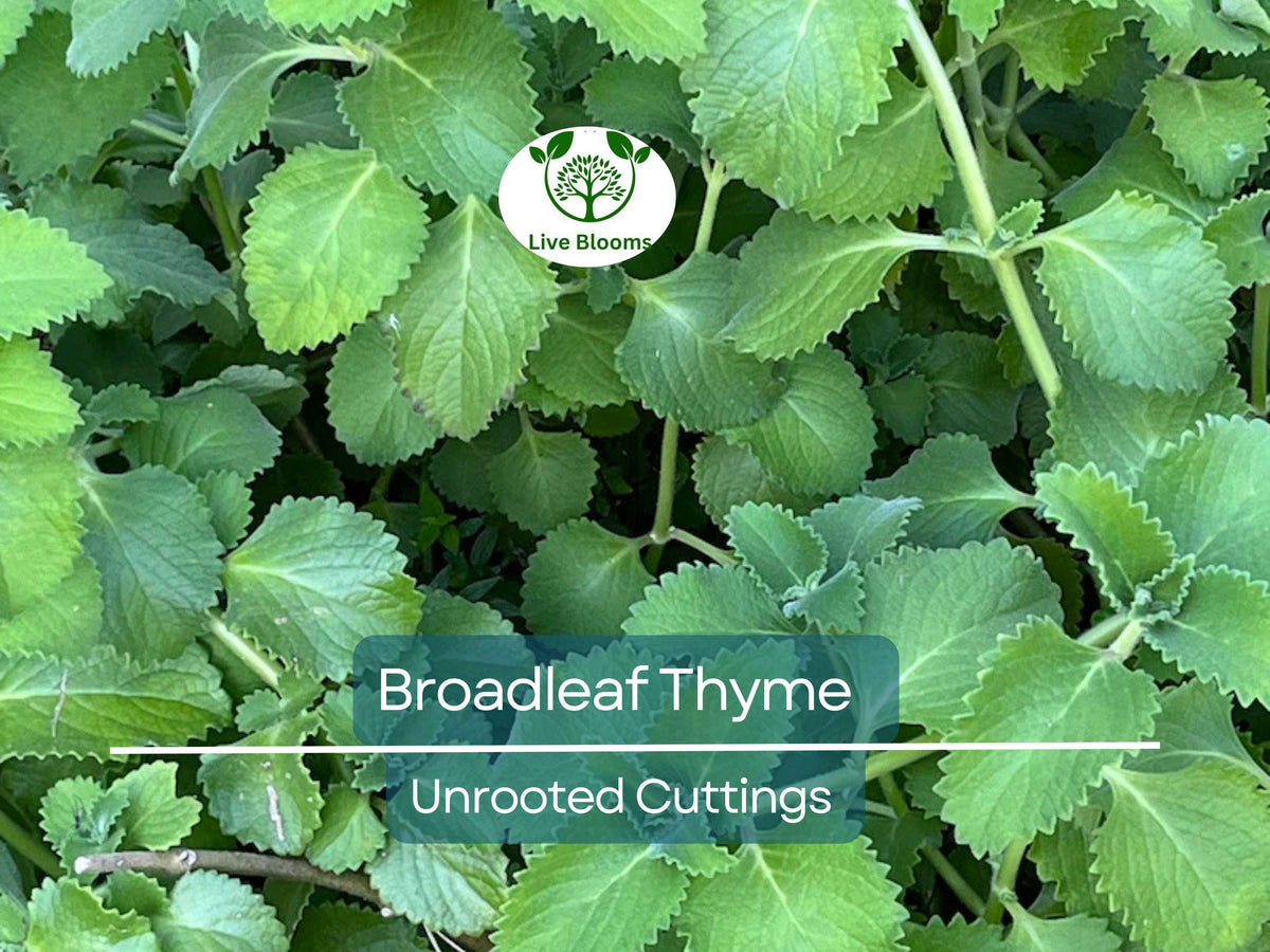 10 Unrooted Cuttings Broadleaf Thyme Spanish Oregano Coleus amboinicus Aromatic Herb Easy to Grow Culinary Plant 4-8"