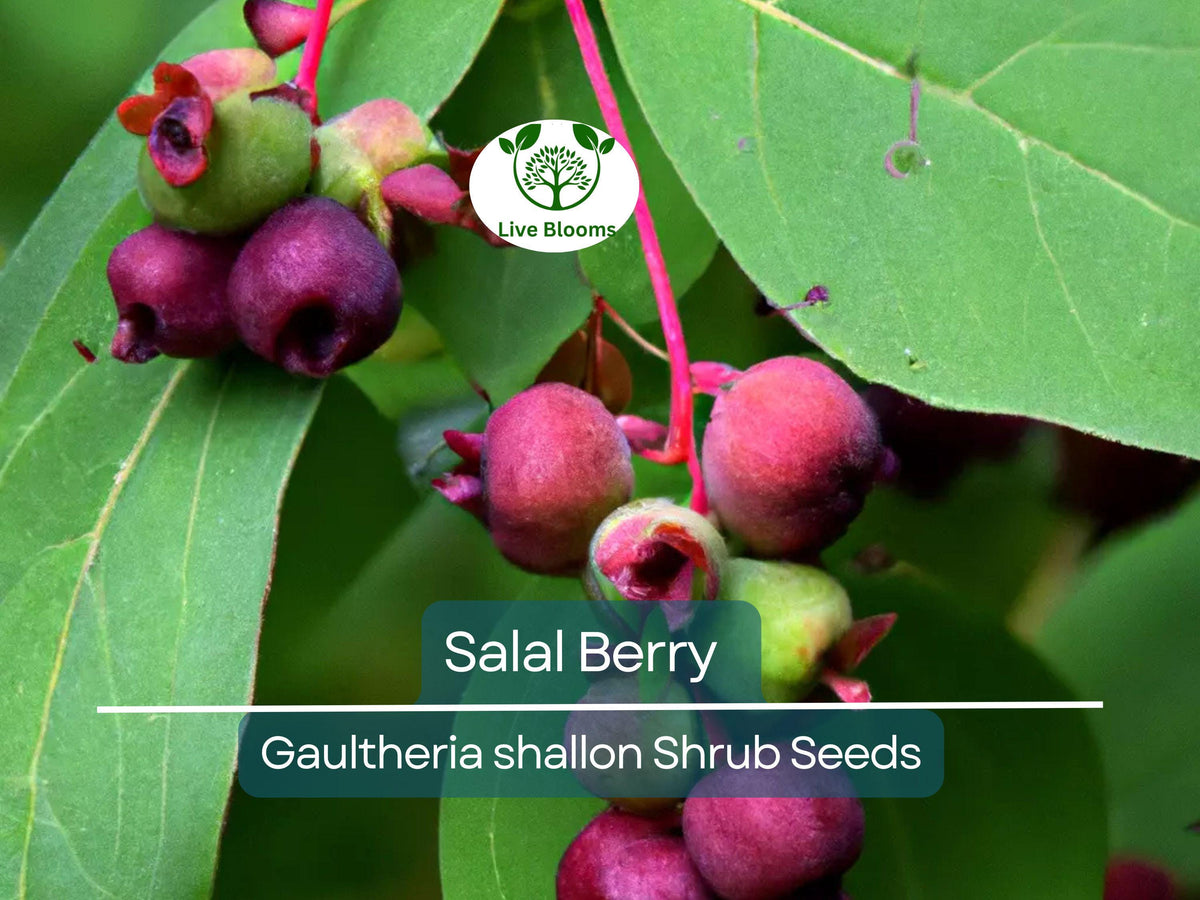 100 Salal Berry Seeds, Edible Evergreen Shrub, Gaultheria shallon, Wildlife-Friendly, Low Maintenance Garden Starter