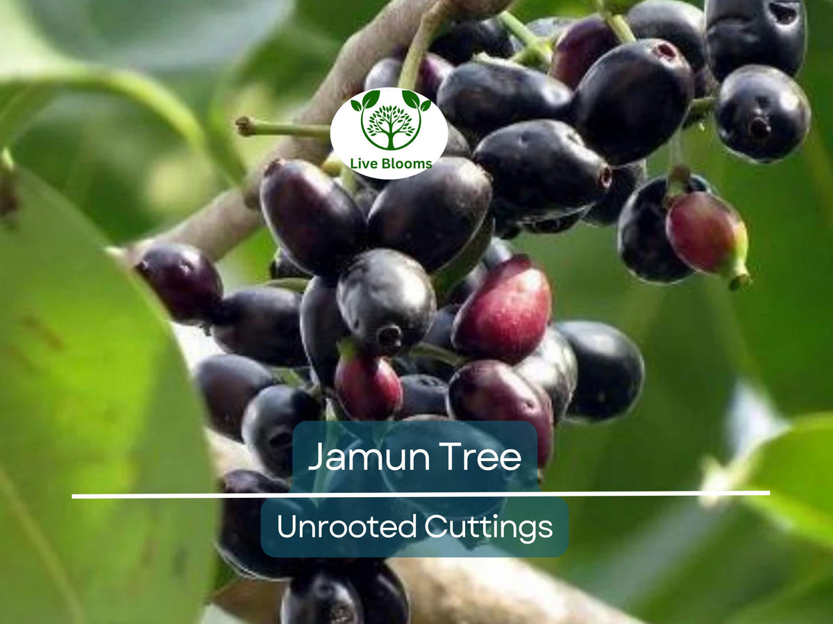 3 Jamun Jambul Fruit Tree Cuttings - 7-inch Syzygium cumini for Grafting - Indian Wax Apple, Java Plum Unrooted Cuttings