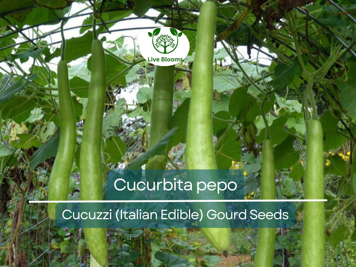 Cucuzzi Gourd Seeds - 10 Non-GMO Italian Edible Seeds (Cucurbita pepo) - Easy to Grow, Perfect for Cooking, Organic Garden Planting
