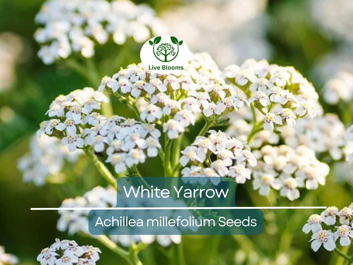 500 White Yarrow Seeds - Achillea millefolium, Non-GMO Perennial, Pollinator Friendly, Cut Flower Garden Favorite
