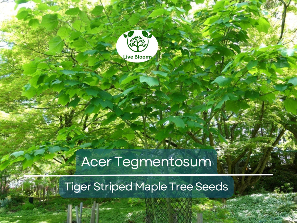 10 Seeds Acer Tegmentosum - Tiger Striped Maple - Hardy Ornamental Tree for Gardens, Landscaping & Bonsai - Unique Bark