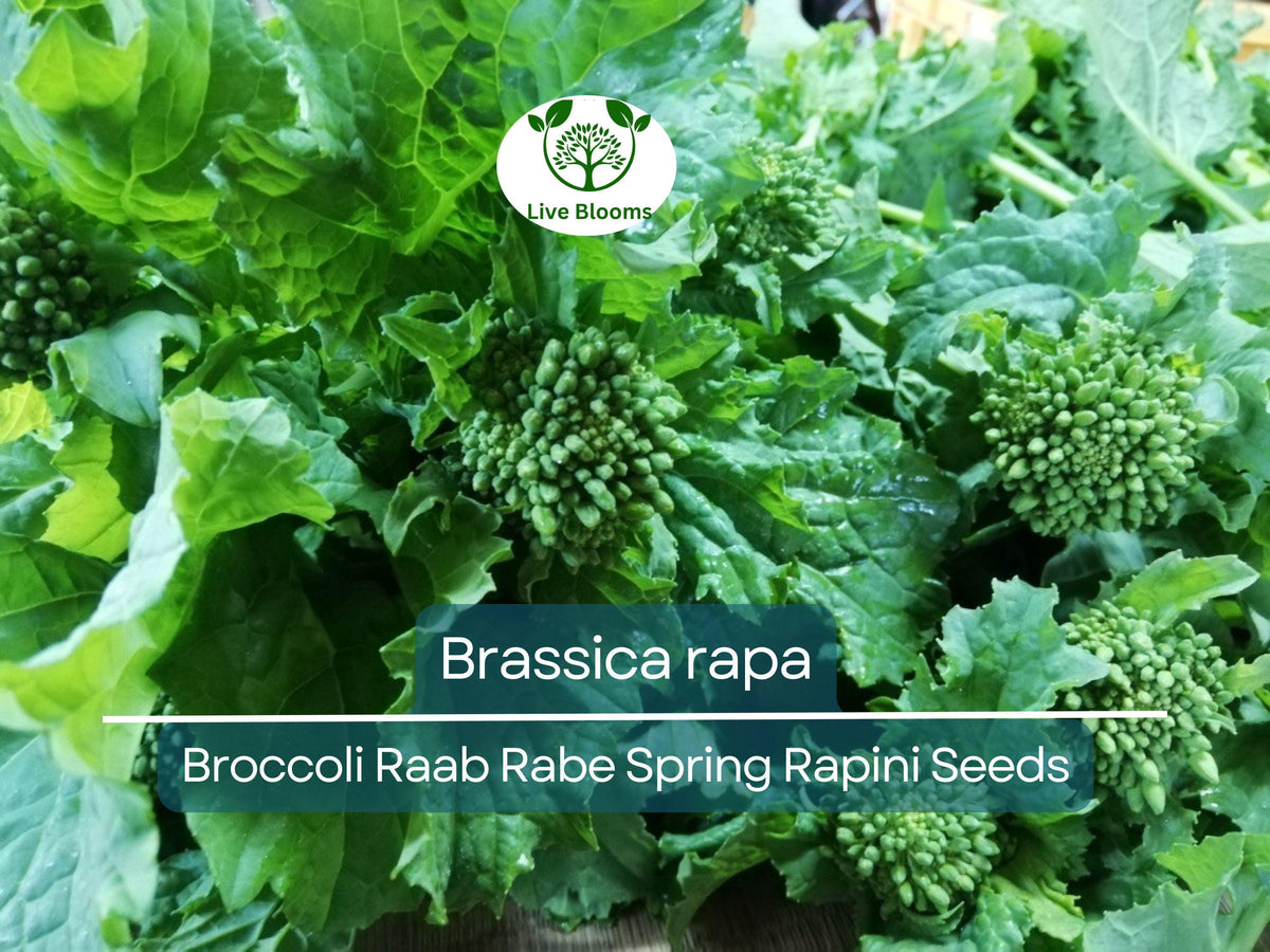 150 Seeds Broccoli Raab Rabe - Heirloom Brassica rapa for Gardening & Culinary Use, Nutty Flavor, Perfect for Italian Dishes