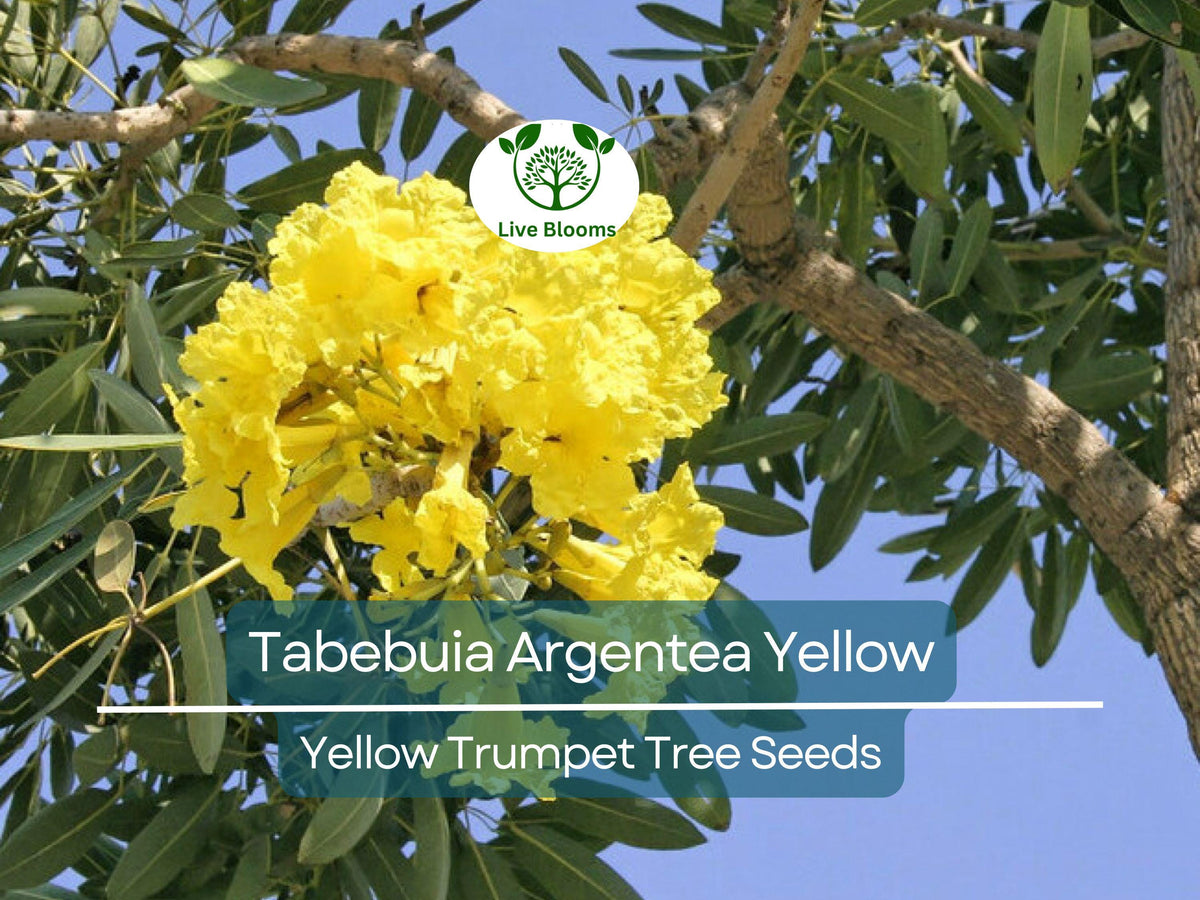 10 Seeds Tabebuia Argentea Yellow Trumpet Tree - Vibrant Yellow Flowers for Tropical Gardens, Landscaping, Ornamental Use