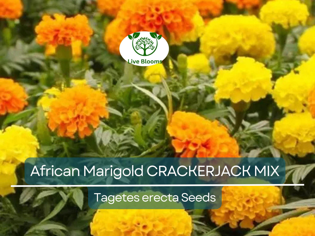 African Marigold Seeds 250 Count Crackerjack Mix Non-GMO Heirloom Tagetes erecta Vibrant Blooms for Día de los Muertos Gardening