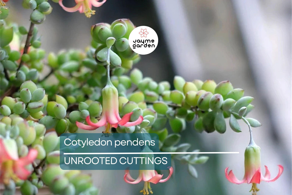Christmas Cactus Starter Plant - Miss Shimano - Schlumbergera Truncata - Well-Rooted Indoor Cactus for Holiday Decor