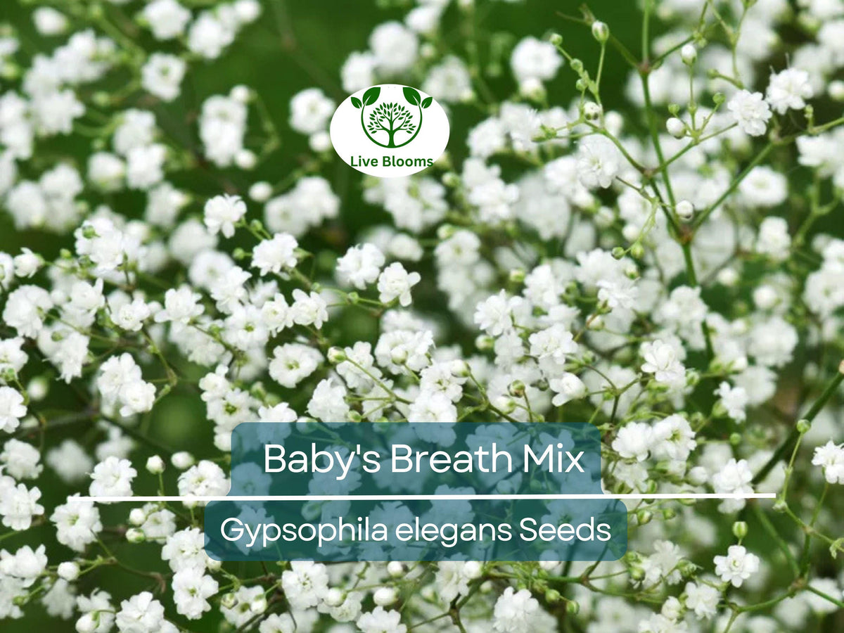 1000 Seeds Baby's Breath Mixed Colors, Non-GMO Heirloom, Delicate White & Pink Blooms, Pollinator-Friendly, Gypsophila