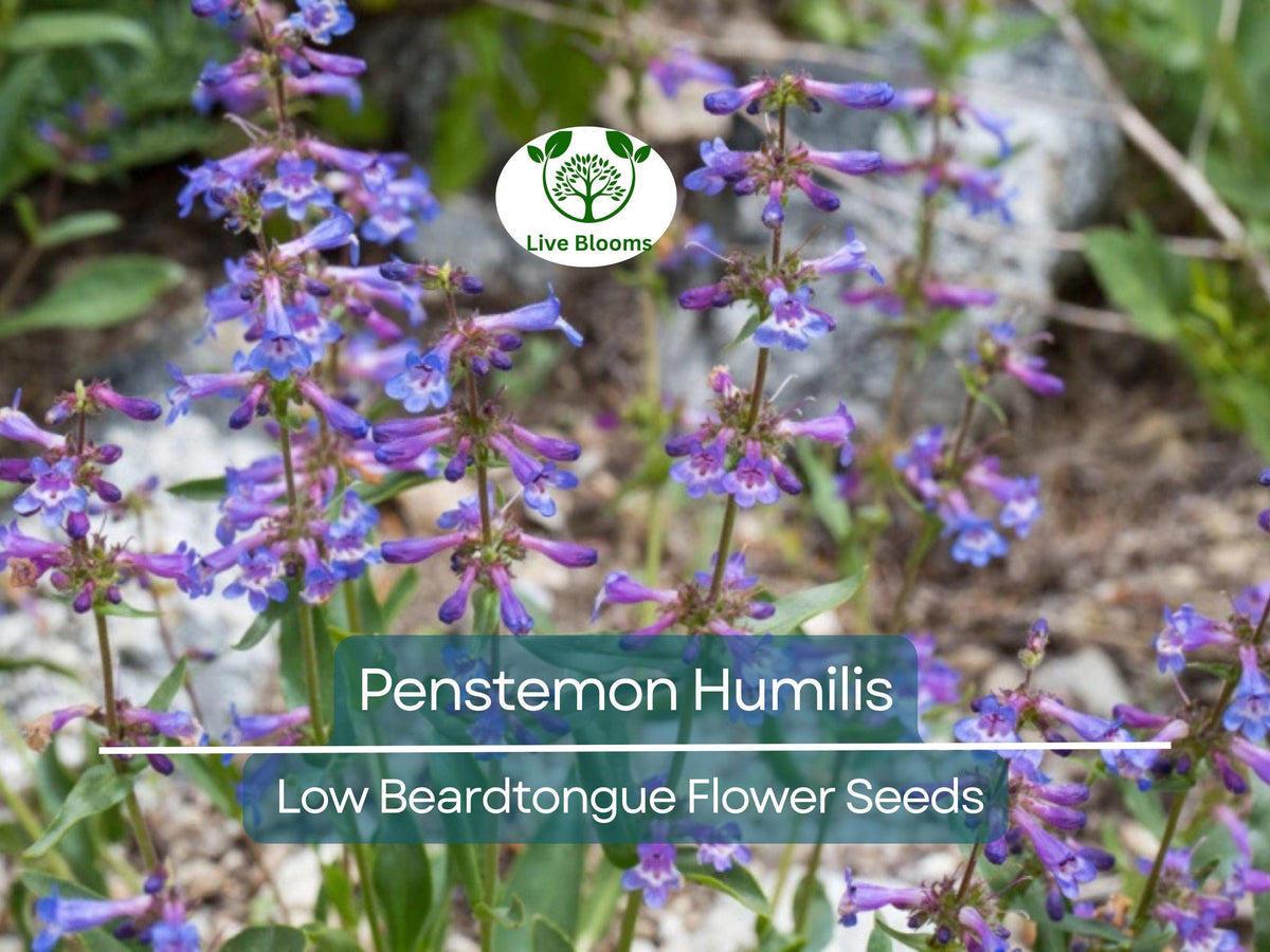 100 mg Seeds Penstemon Humilis Low Beardtongue | Hardy Perennial Wildflower for Rock Gardens & Pollinator Habitats