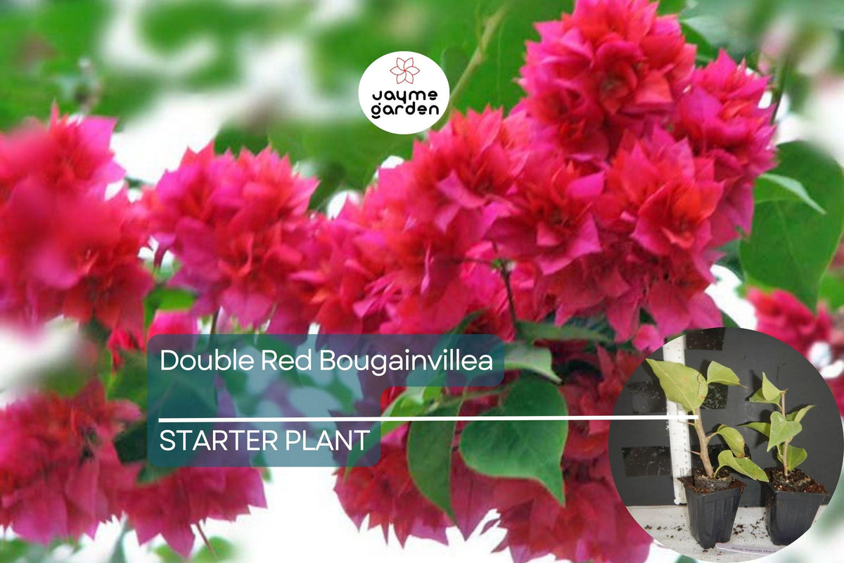 Christmas Cactus Starter Plant - Miss Shimano - Schlumbergera Truncata - Well-Rooted Indoor Cactus for Holiday Decor
