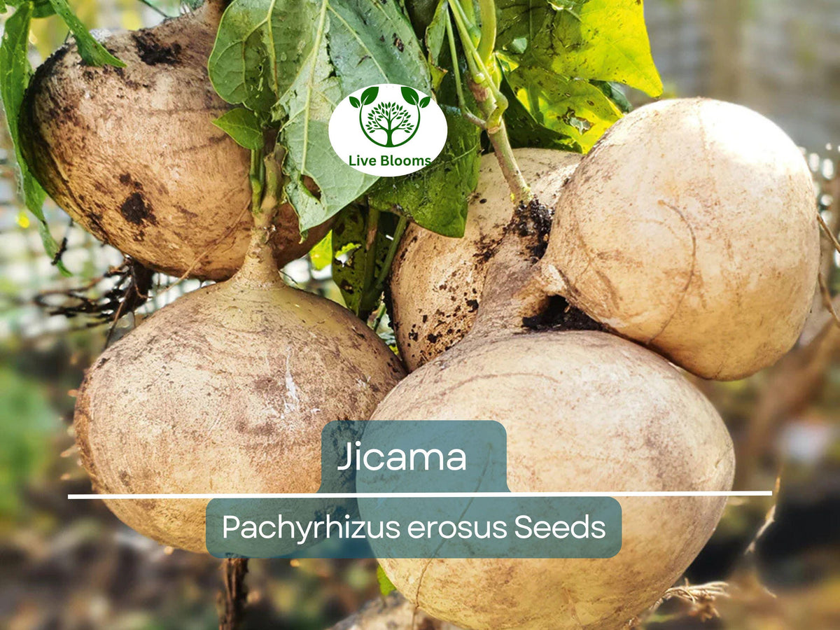 40 Jicama Seeds - Mexican Yam Bean (Pachyrhizus erosus) - Non-GMO Edible Tuber Vegetable for Home Garden or Farm