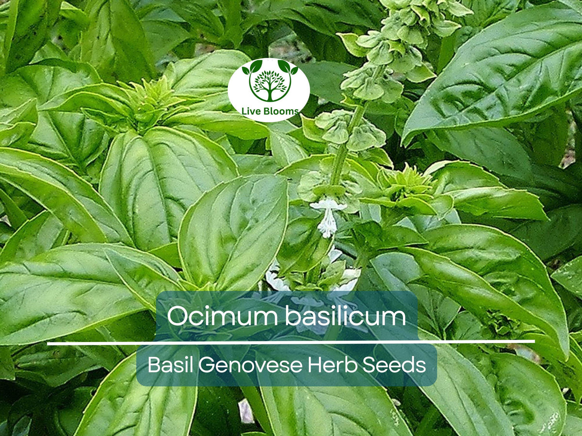 Basil Genovese Seeds - 700 Organic Non-GMO Seeds for Planting - Ocimum basilicum - Essential Italian Herb for Cooking