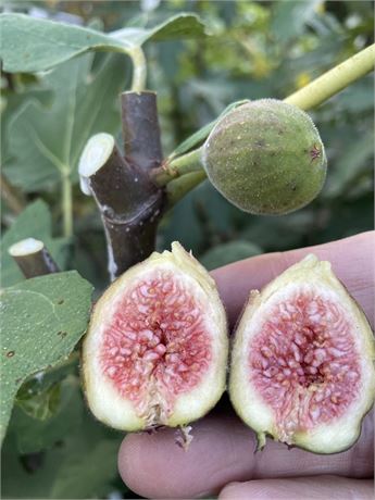 Dark Portuguese Fig Cutting - Unrooted 8"+, 3+ Nodes | Ficus carica, Rare Sweet Dark Fig for Grafting or Propagation