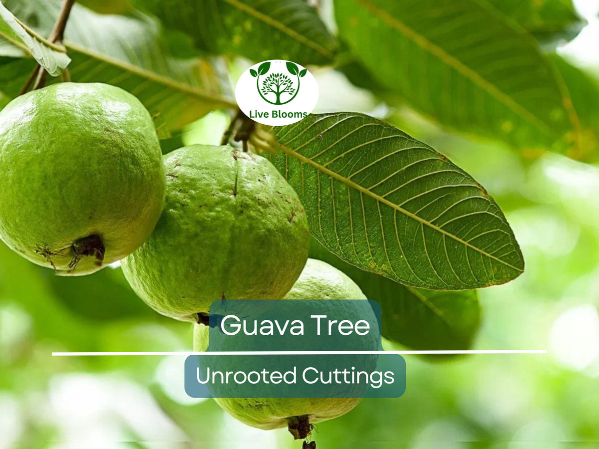 Guava Cuttings 4-5" | Psidium Guajava | Tropical Fruit Tree Propagation | 3 Unrooted Cuttings for Gardening and Indoor Use