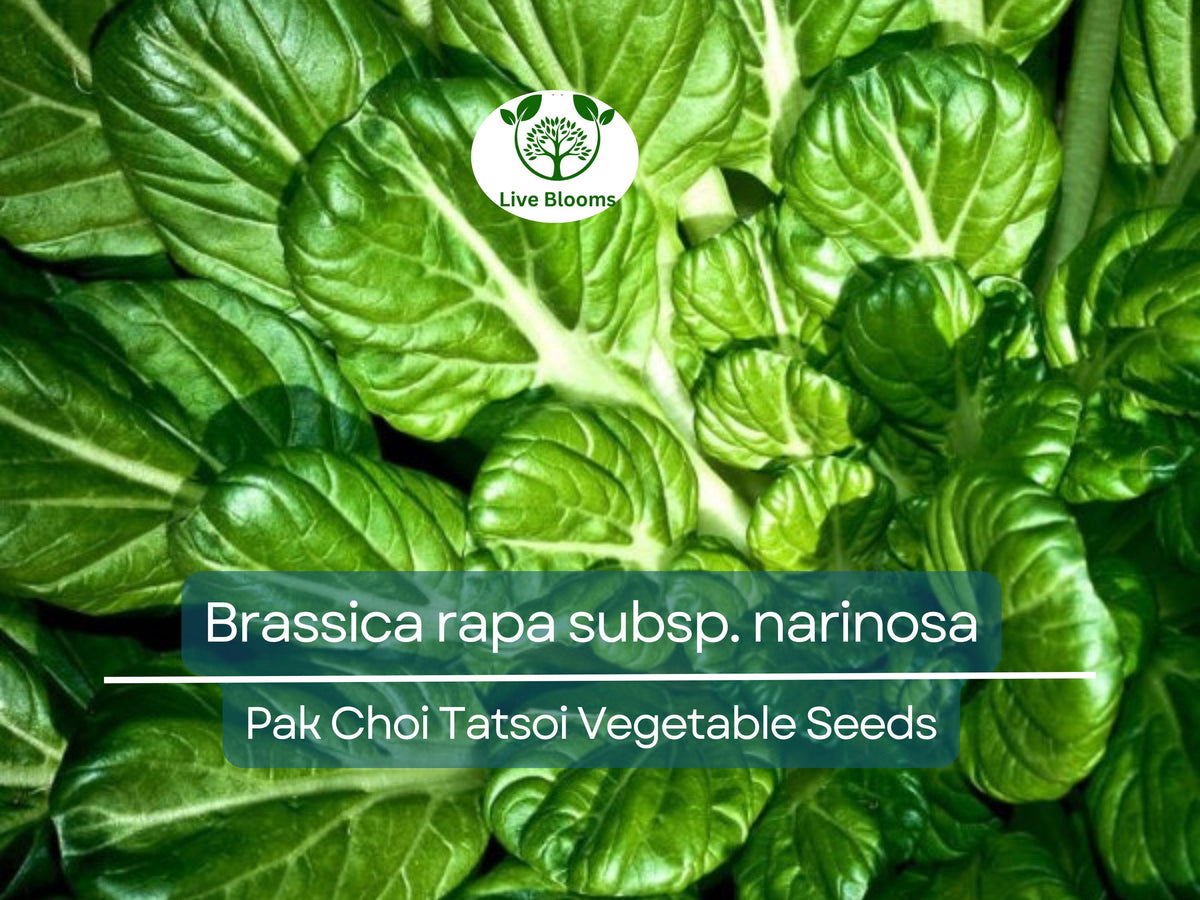 Pak Choi Tatsoi Seeds - 250 Heirloom Asian Greens - Brassica rapa subsp. narinosa for Planting & Gardening