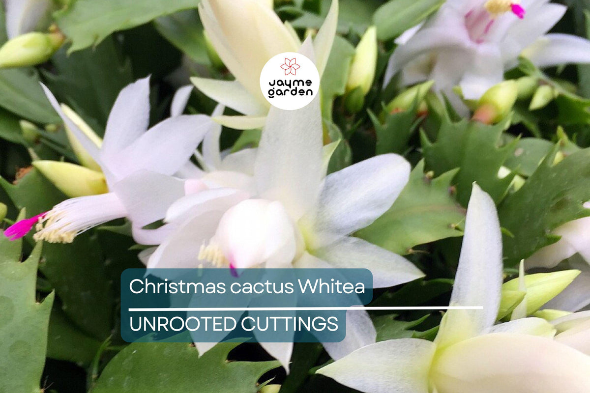Christmas Cactus Starter Plant - Miss Shimano - Schlumbergera Truncata - Well-Rooted Indoor Cactus for Holiday Decor