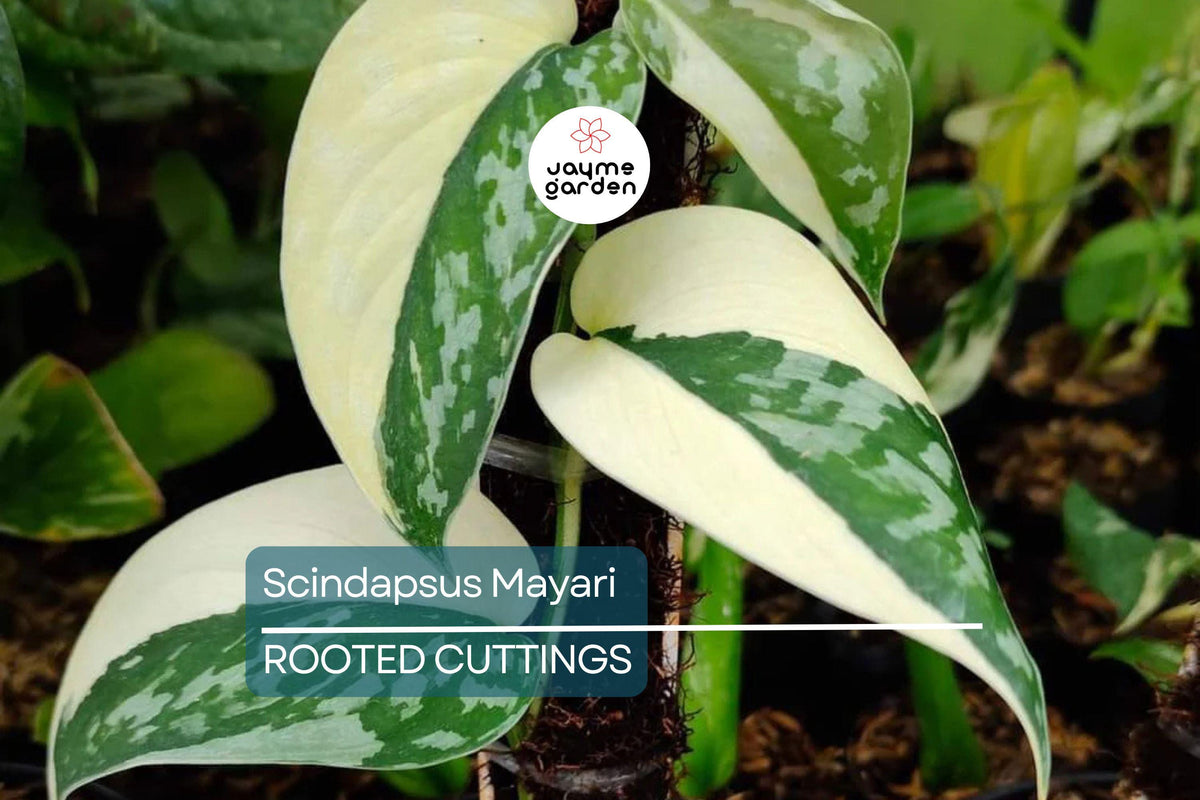 Christmas Cactus Starter Plant - Miss Shimano - Schlumbergera Truncata - Well-Rooted Indoor Cactus for Holiday Decor