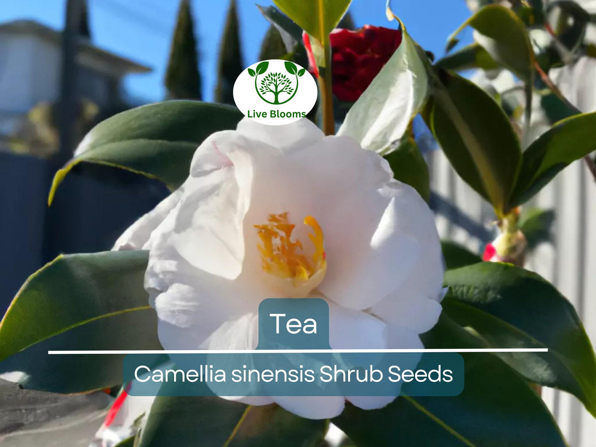 5 Tea Shrub Seeds - Camellia sinensis - Organic Black, Green, White Tea Plant - Home Garden or Container Growing