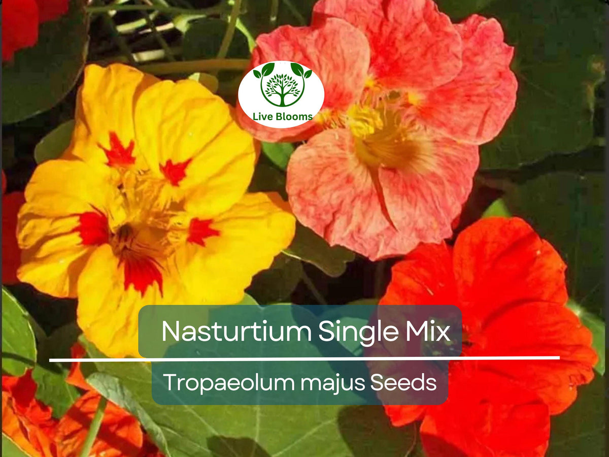 25 Seeds Nasturtium Single Mix Climbing Vine, Red Flowers, Fragrant, Non-GMO, Easy to Grow, Edible, Hummingbird Attractant