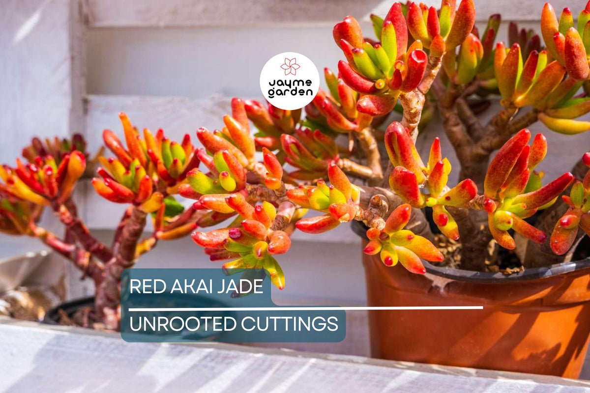Christmas Cactus Starter Plant - Miss Shimano - Schlumbergera Truncata - Well-Rooted Indoor Cactus for Holiday Decor