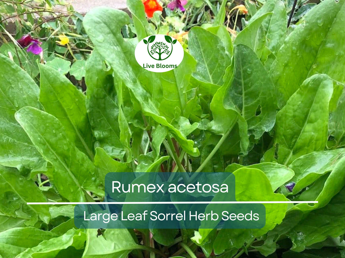 250 mg Large Leaf Sorrel Seeds | Rumex acetosa | Perennial Herb for Planting | Tart Flavor, Easy to Grow Edible Greens