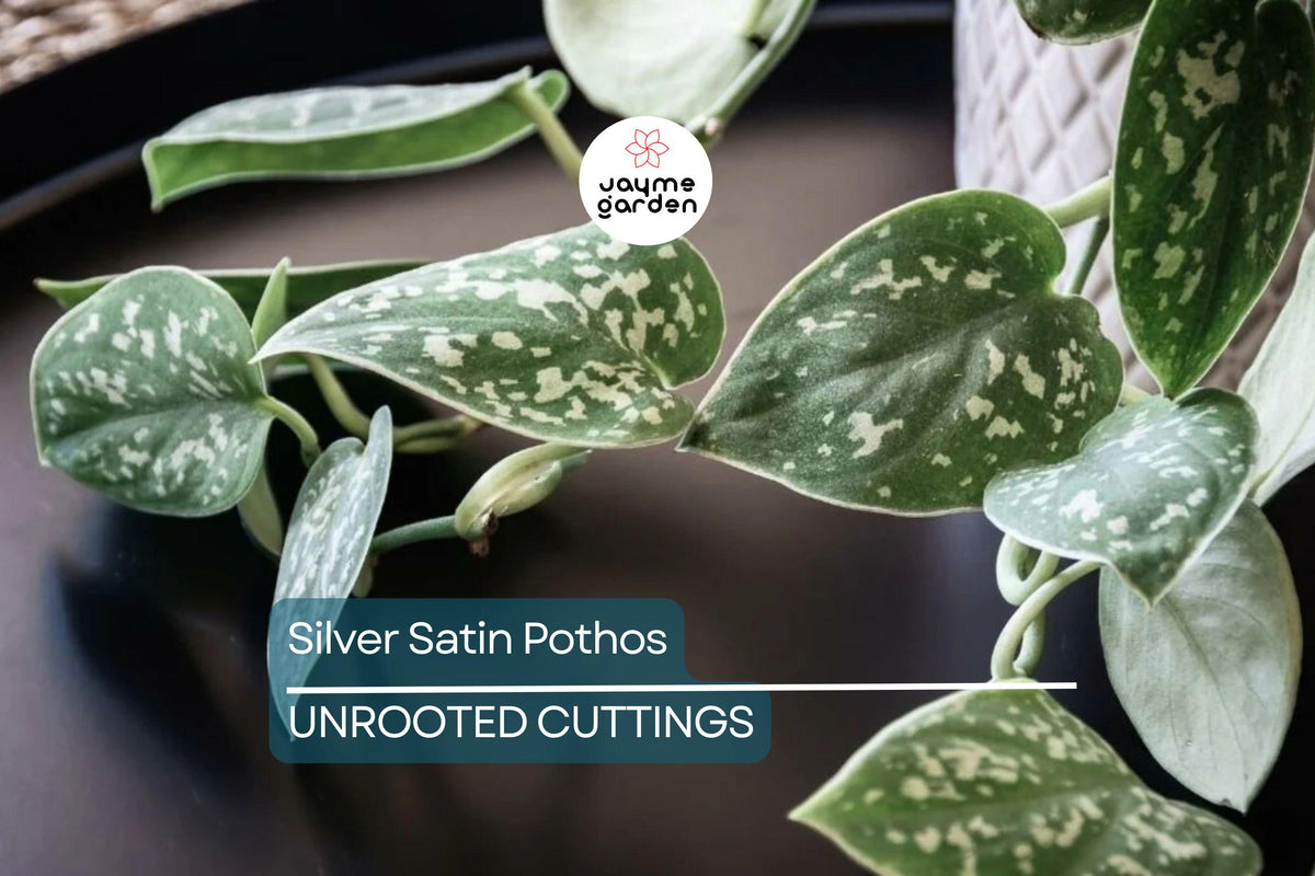 Christmas Cactus Starter Plant - Miss Shimano - Schlumbergera Truncata - Well-Rooted Indoor Cactus for Holiday Decor