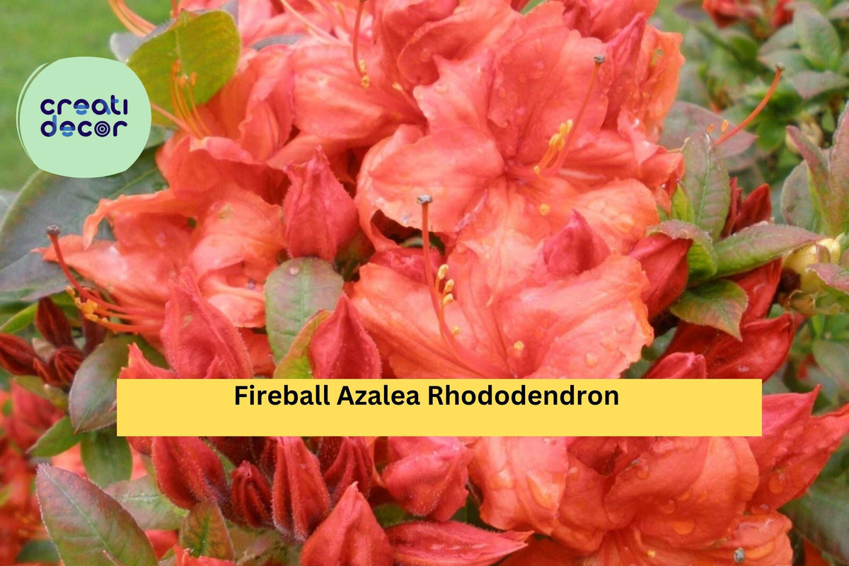 Christmas Cactus Starter Plant - Miss Shimano - Schlumbergera Truncata - Well-Rooted Indoor Cactus for Holiday Decor