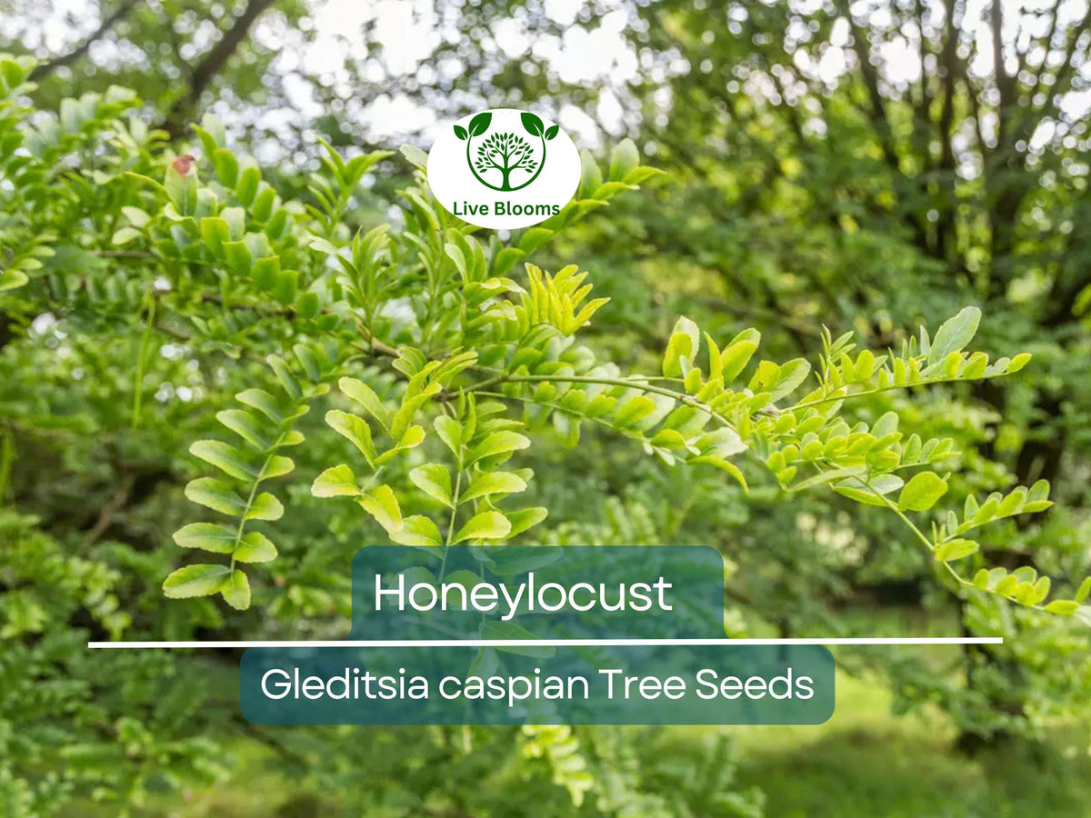 10 Honeylocust Tree Seeds | Fast-Growing Gleditsia caspian | Hardy Shade Tree for Landscaping & Wildlife Habitat