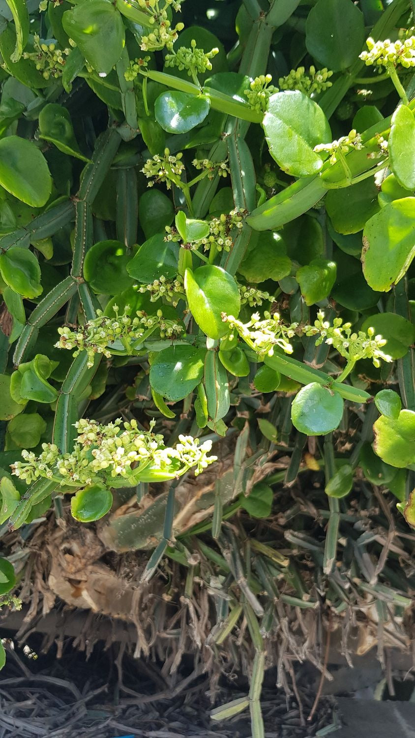 Cissus quadrangularis Cuttings (2) – Rare Square Stem Succulent Vine – Medicinal Veldt Grape – Exotic Plant Starter
