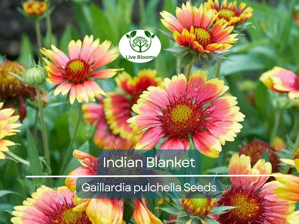 200 Indian Blanket Flower Seeds - Gaillardia pulchella, Heirloom Non-GMO, Pollinator-Friendly Wildflower for Meadows