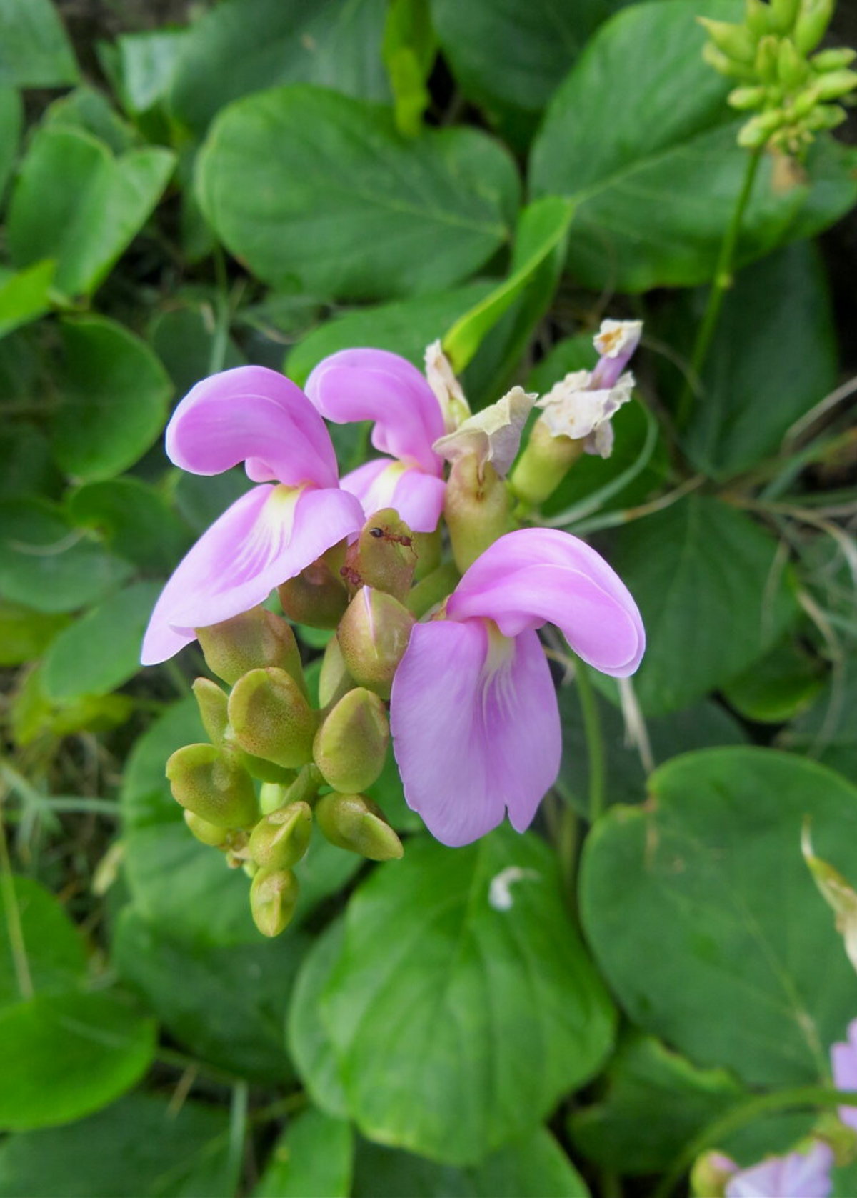 Beach Bean (Canavalia rosea)