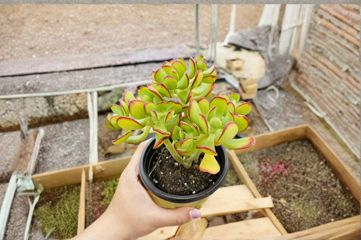 Christmas Cactus Starter Plant - Miss Shimano - Schlumbergera Truncata - Well-Rooted Indoor Cactus for Holiday Decor