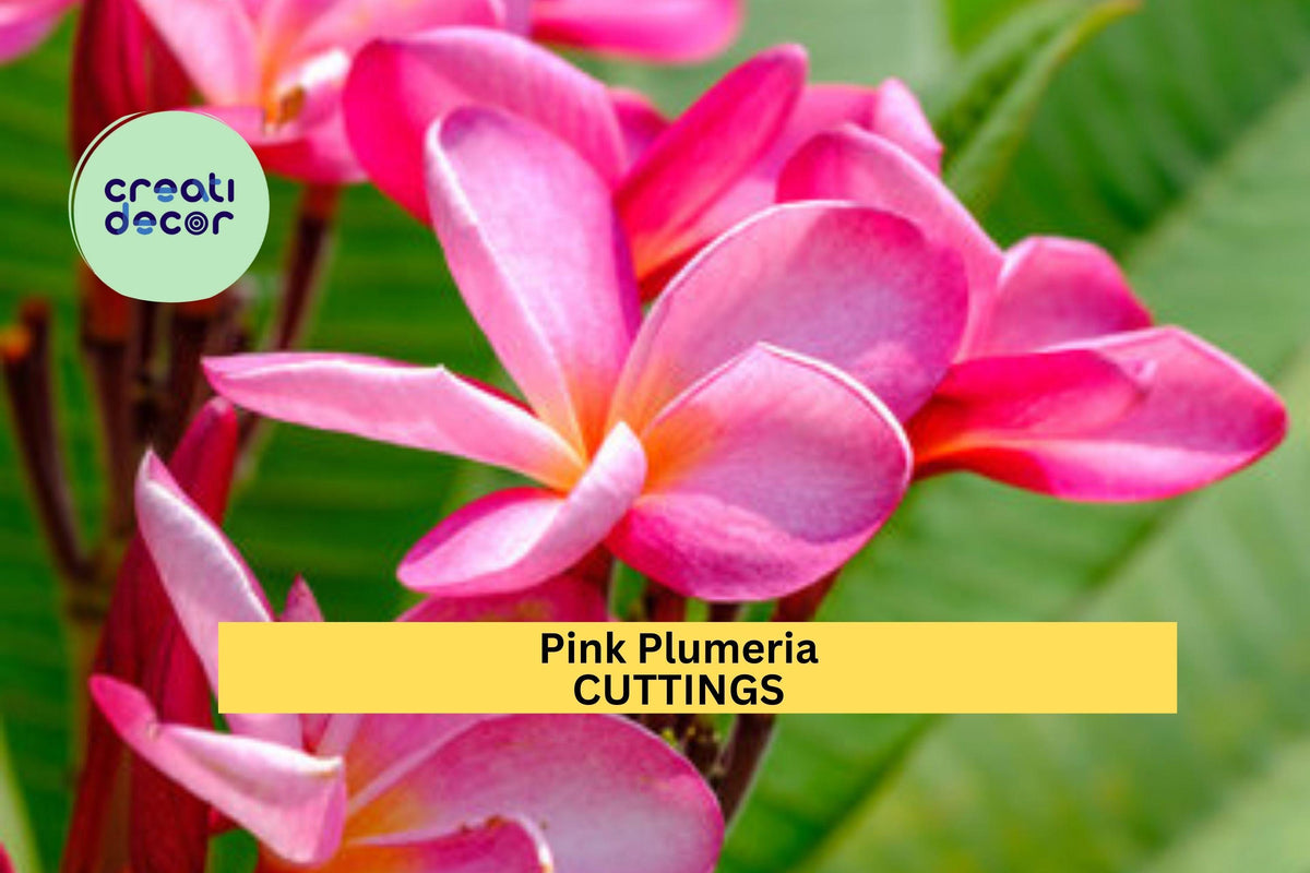 Christmas Cactus Starter Plant - Miss Shimano - Schlumbergera Truncata - Well-Rooted Indoor Cactus for Holiday Decor