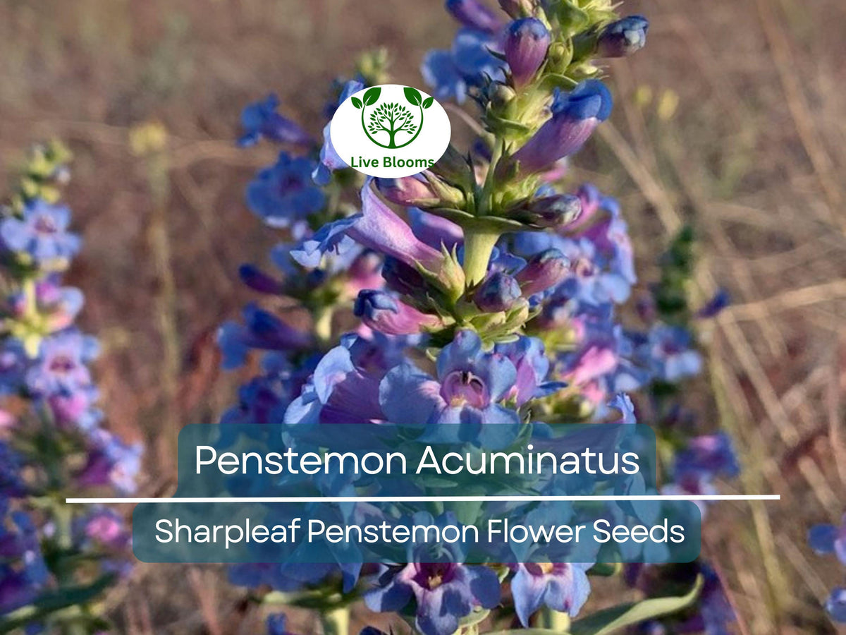 100 mg Seeds Penstemon Acuminatus (Sharpleaf Penstemon) - Native Wildflower Seeds for Pollinator Gardens & Landscaping